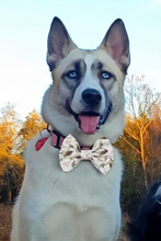 Load image into Gallery viewer, Husky with Easter Bow