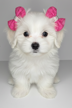 Load image into Gallery viewer, Real white fluffy puppy with pink bows