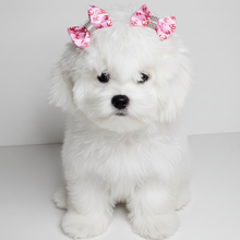 Load image into Gallery viewer, White Puppy with Designer Pink Bows
